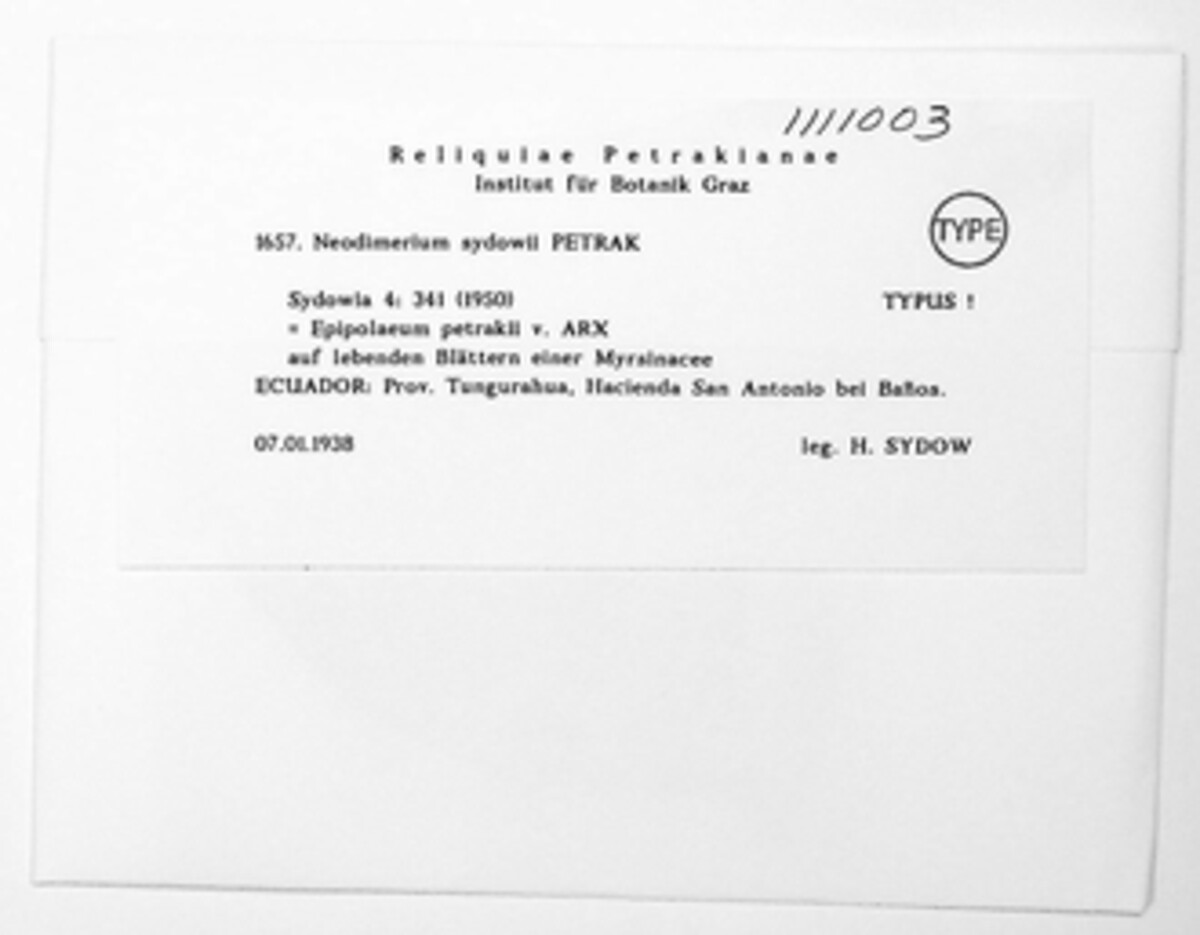 Epipolaeum image